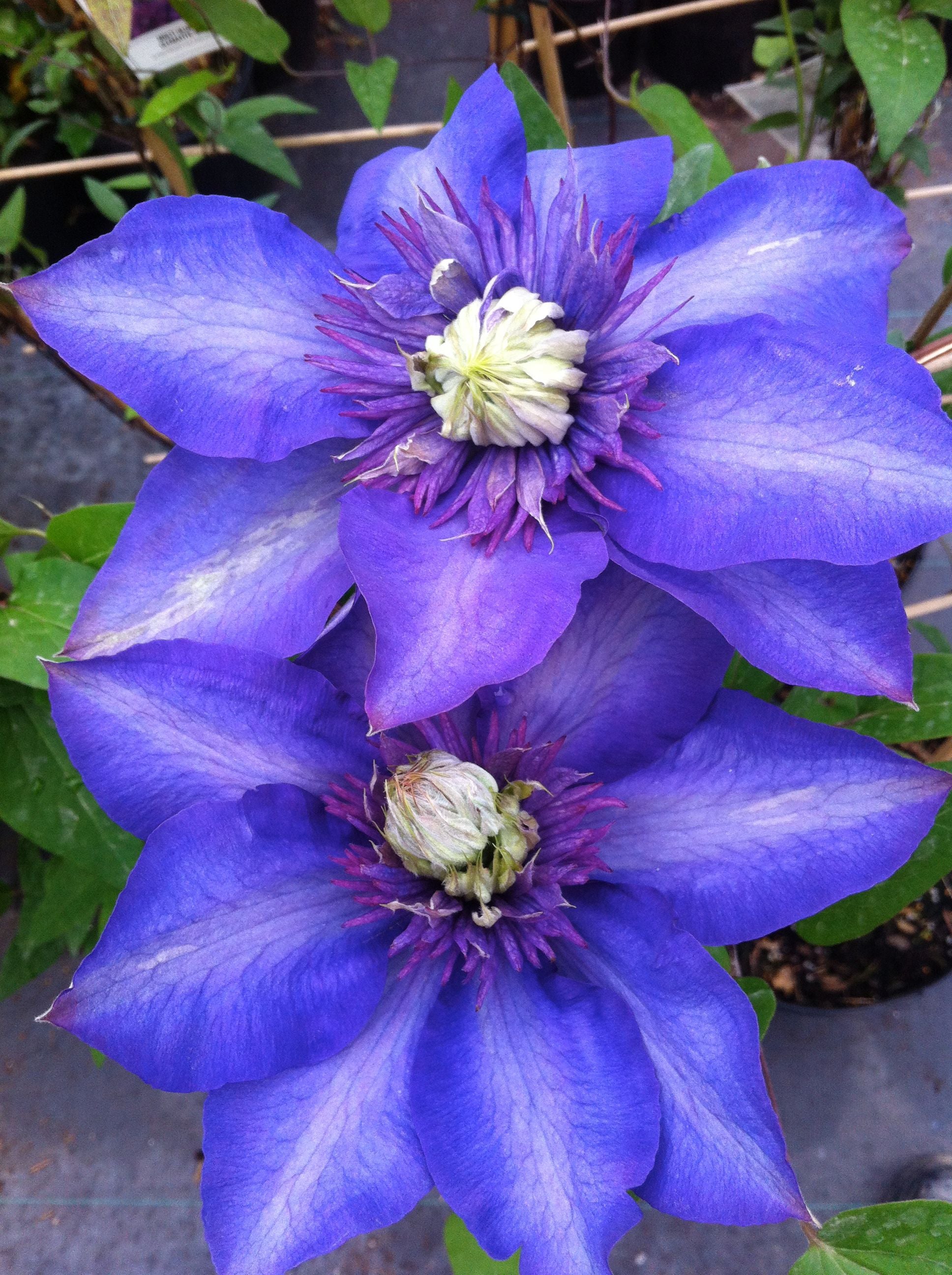 Clematis Multi Blue Clematis