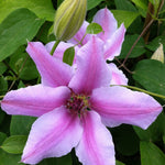 Clematis Nelly Moser Clematis