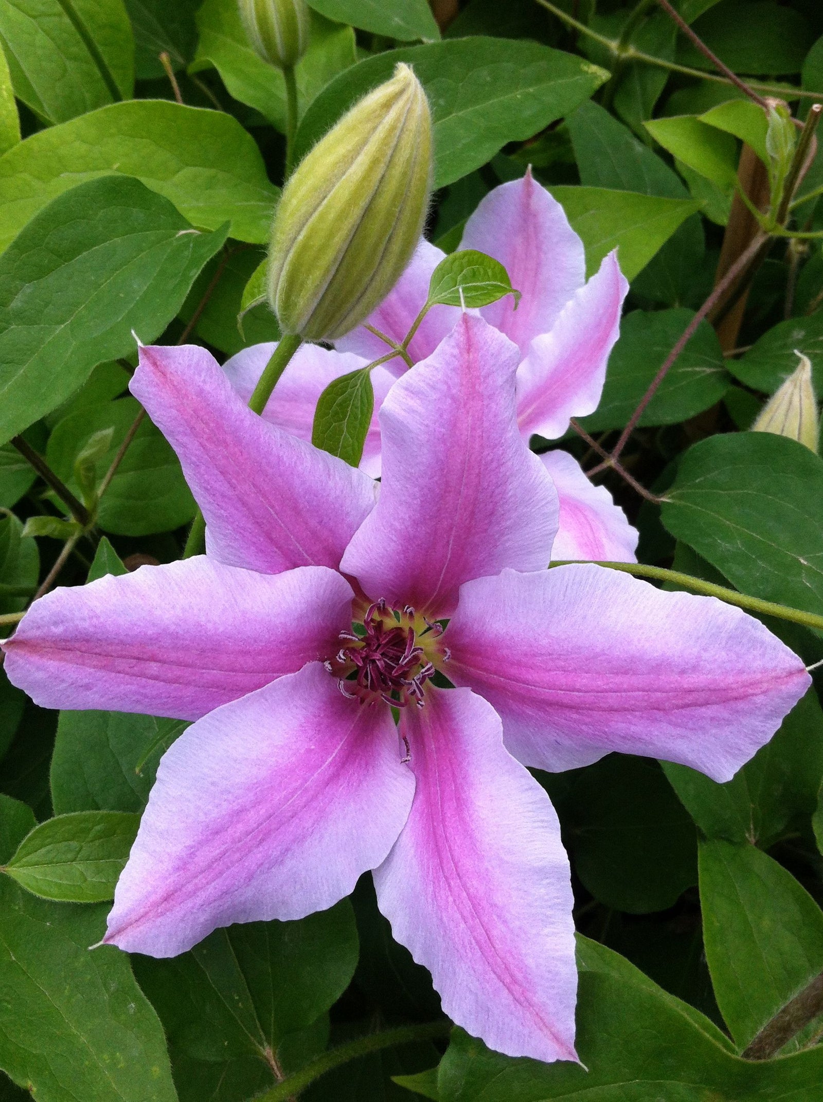 Clematis Nelly Moser Clematis