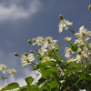 Clematis Summer Snow Paul Farges Summer Snow Clematis