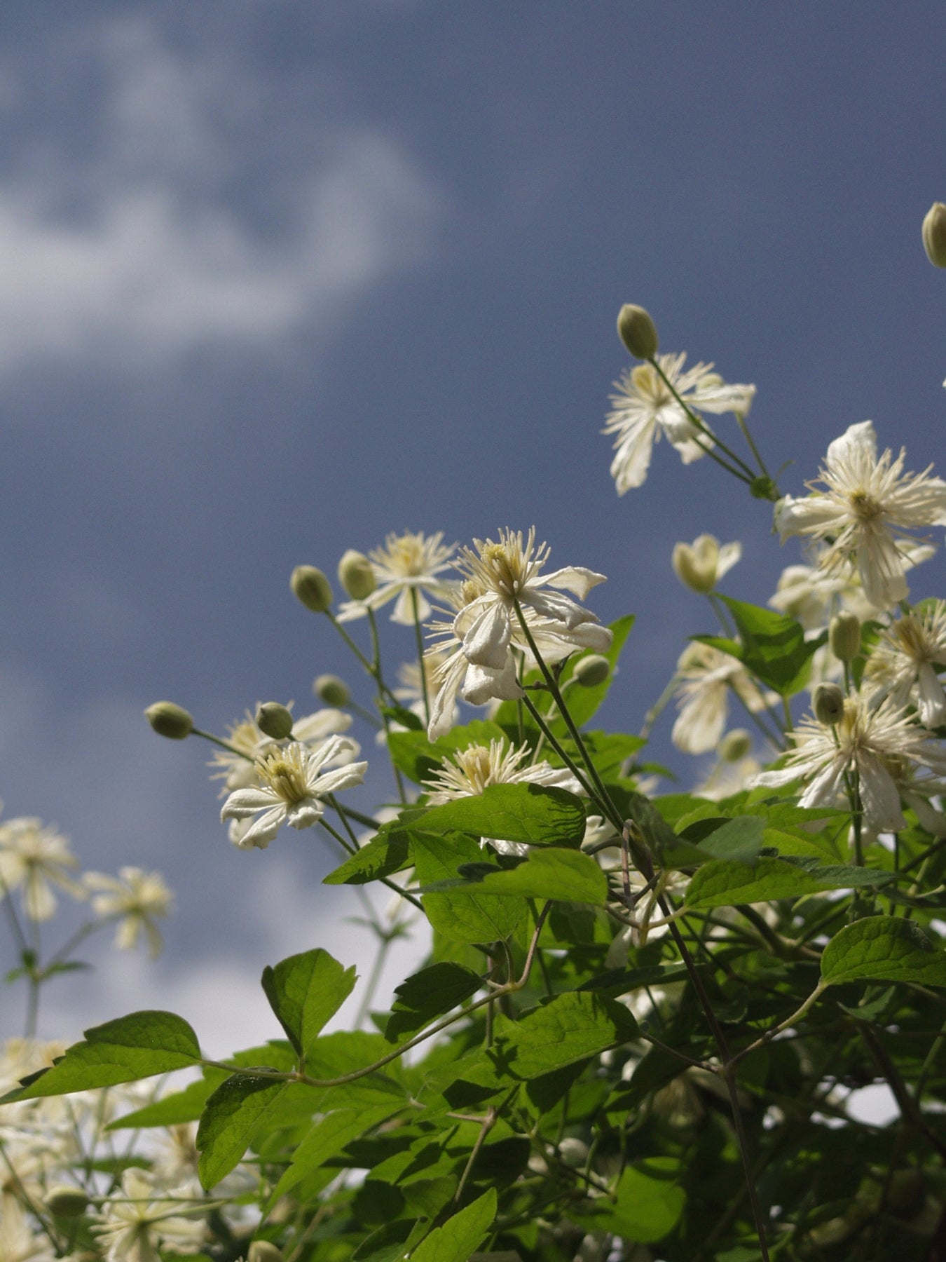 Clematis Summer Snow Paul Farges Summer Snow Clematis