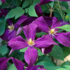 Clematis Polish Spirit Clematis