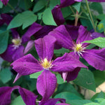 Clematis Polish Spirit Clematis