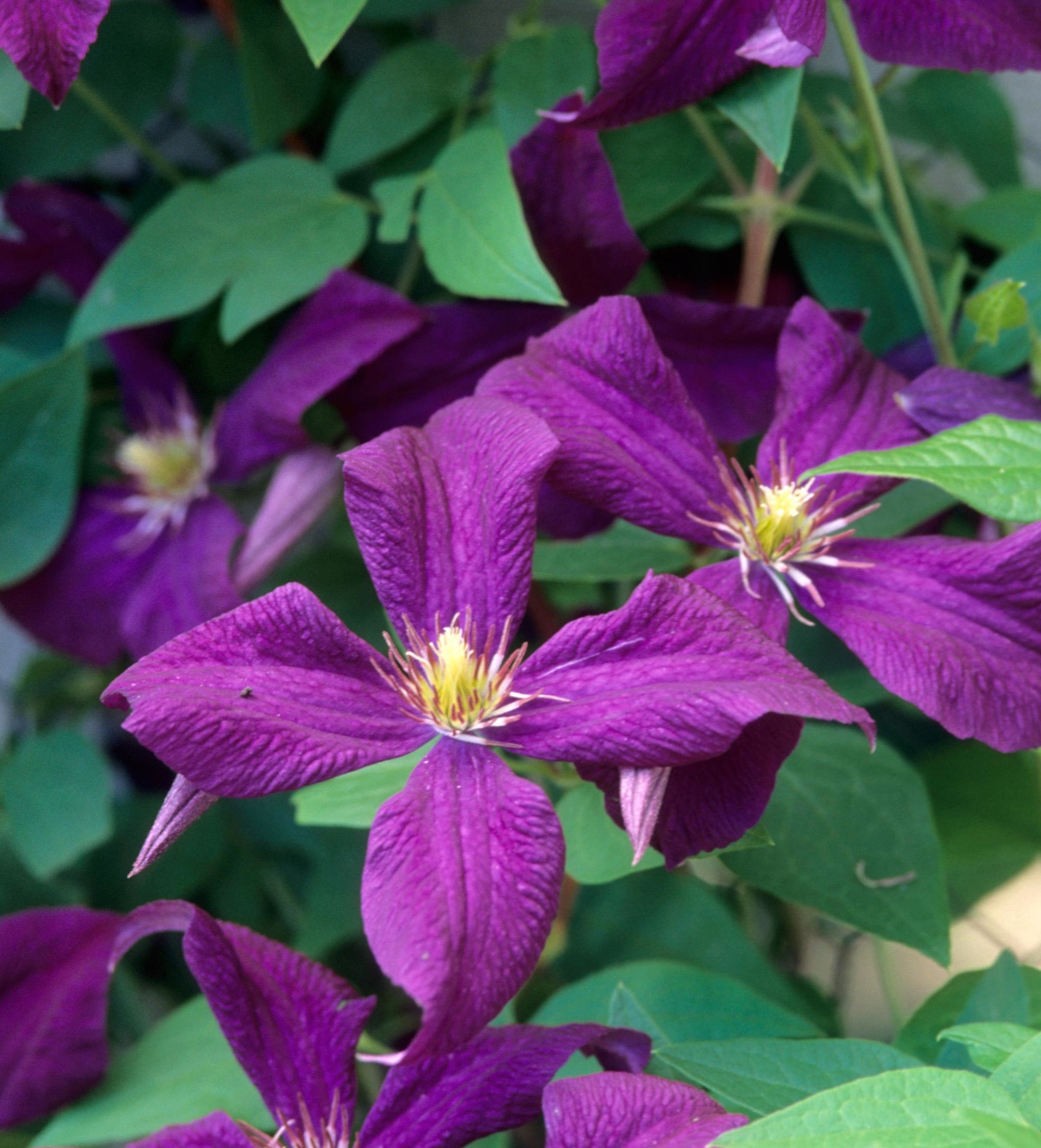 Clematis Polish Spirit Clematis