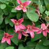 Clematis Princess Diana Clematis