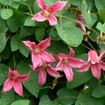 Clematis Princess Diana Clematis