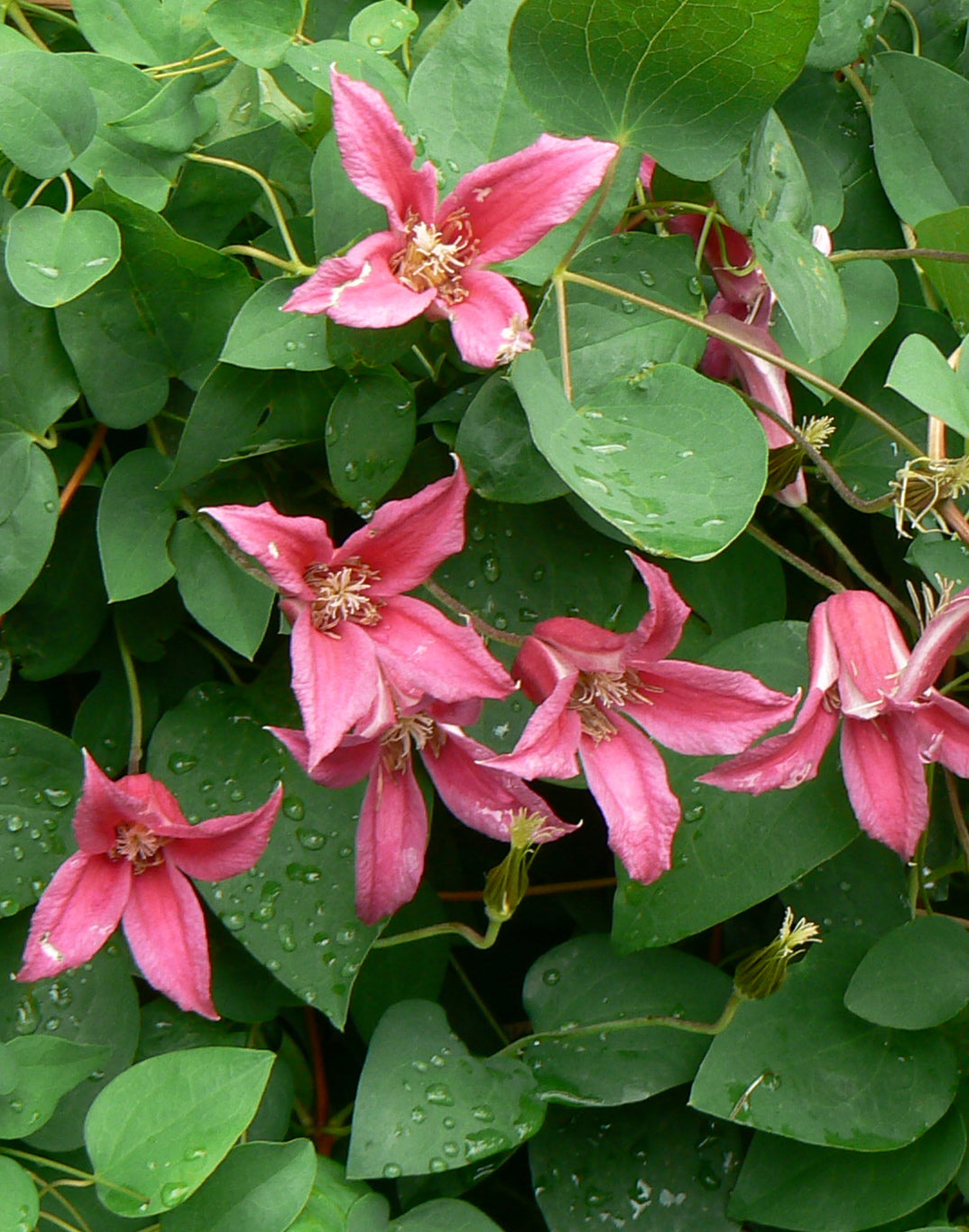 Clematis Princess Diana Clematis