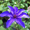 Clematis The President Clematis