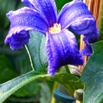 Clematis heracleifolia Tube Clematis