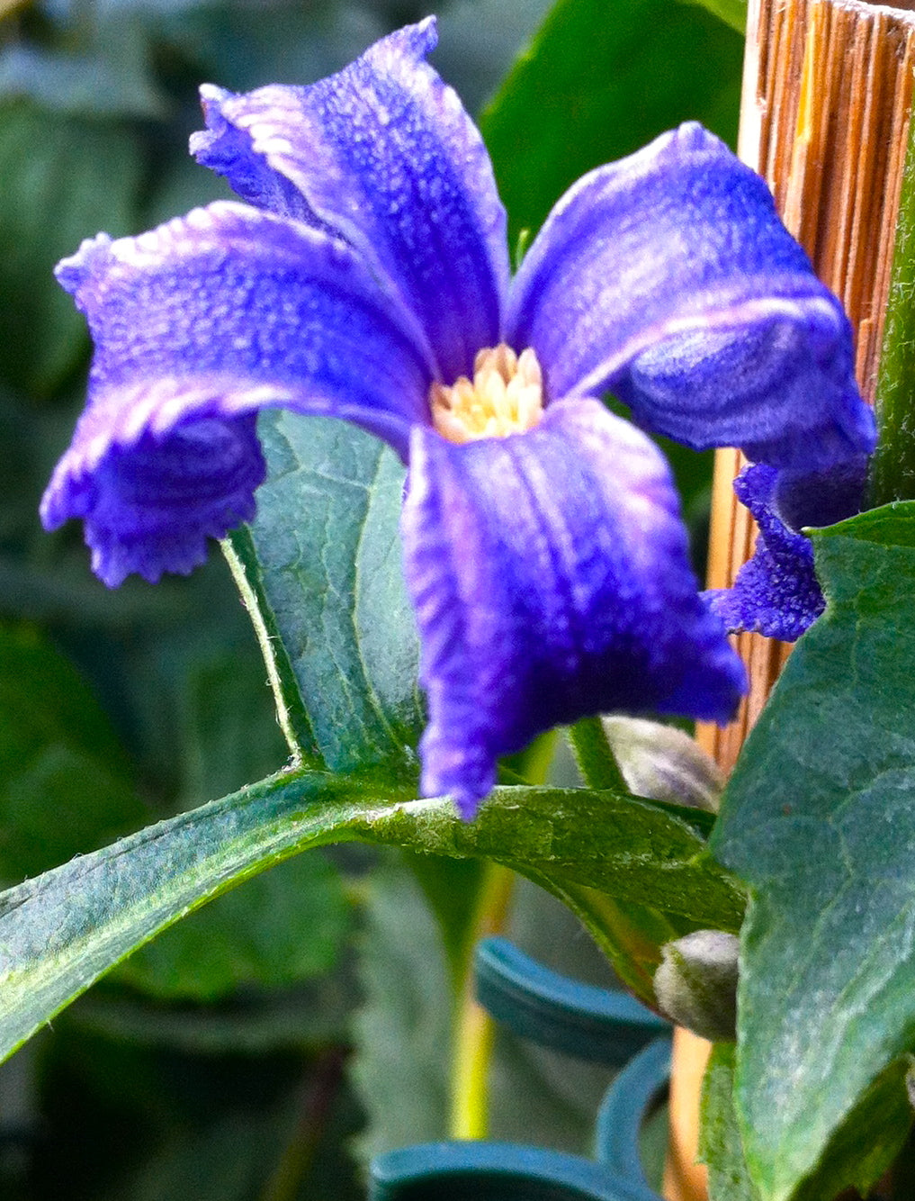 Clematis heracleifolia Tube Clematis