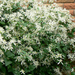 Clematis paniculata Sweet Autumn Clematis