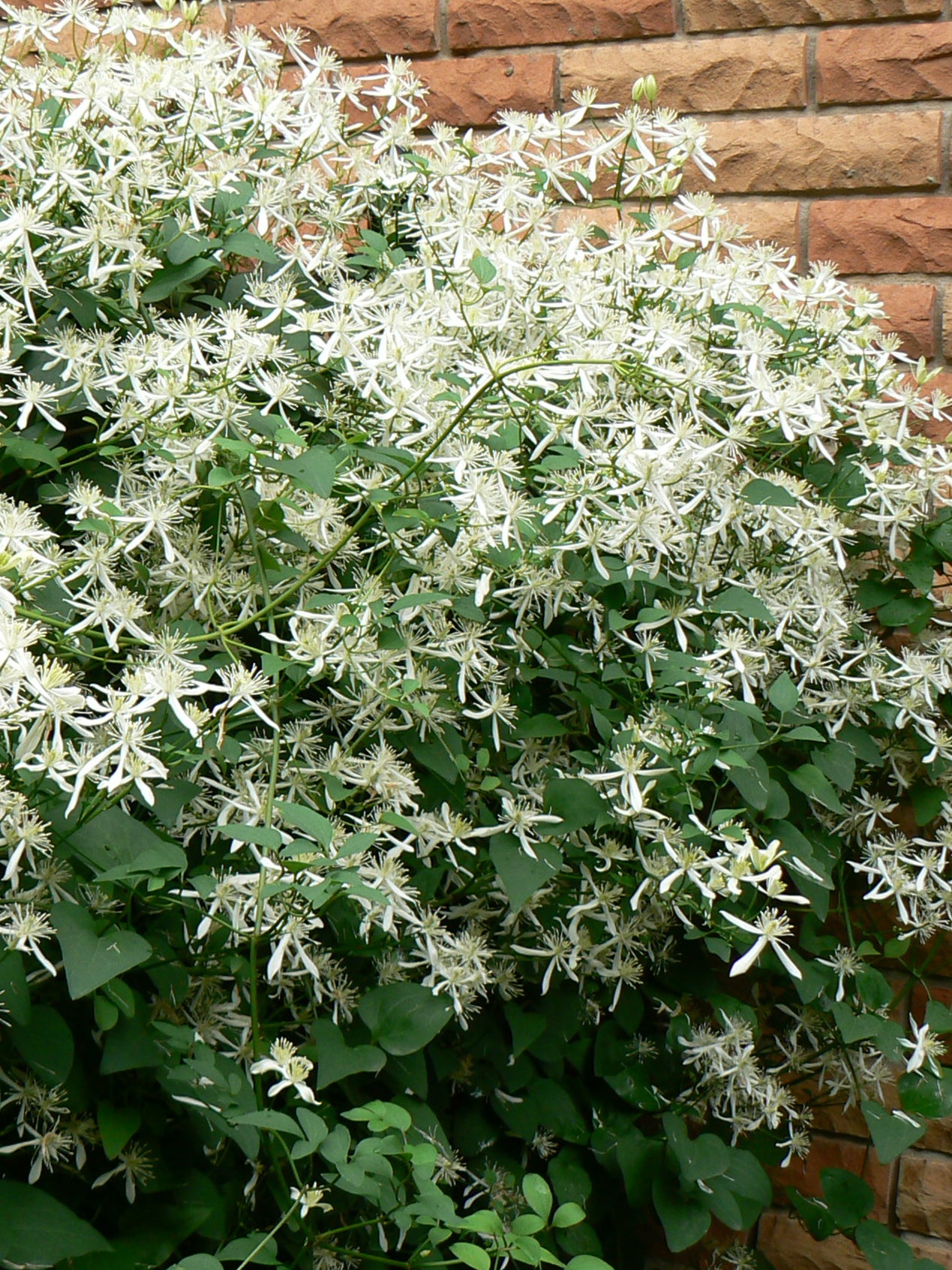 Clematis paniculata Sweet Autumn Clematis