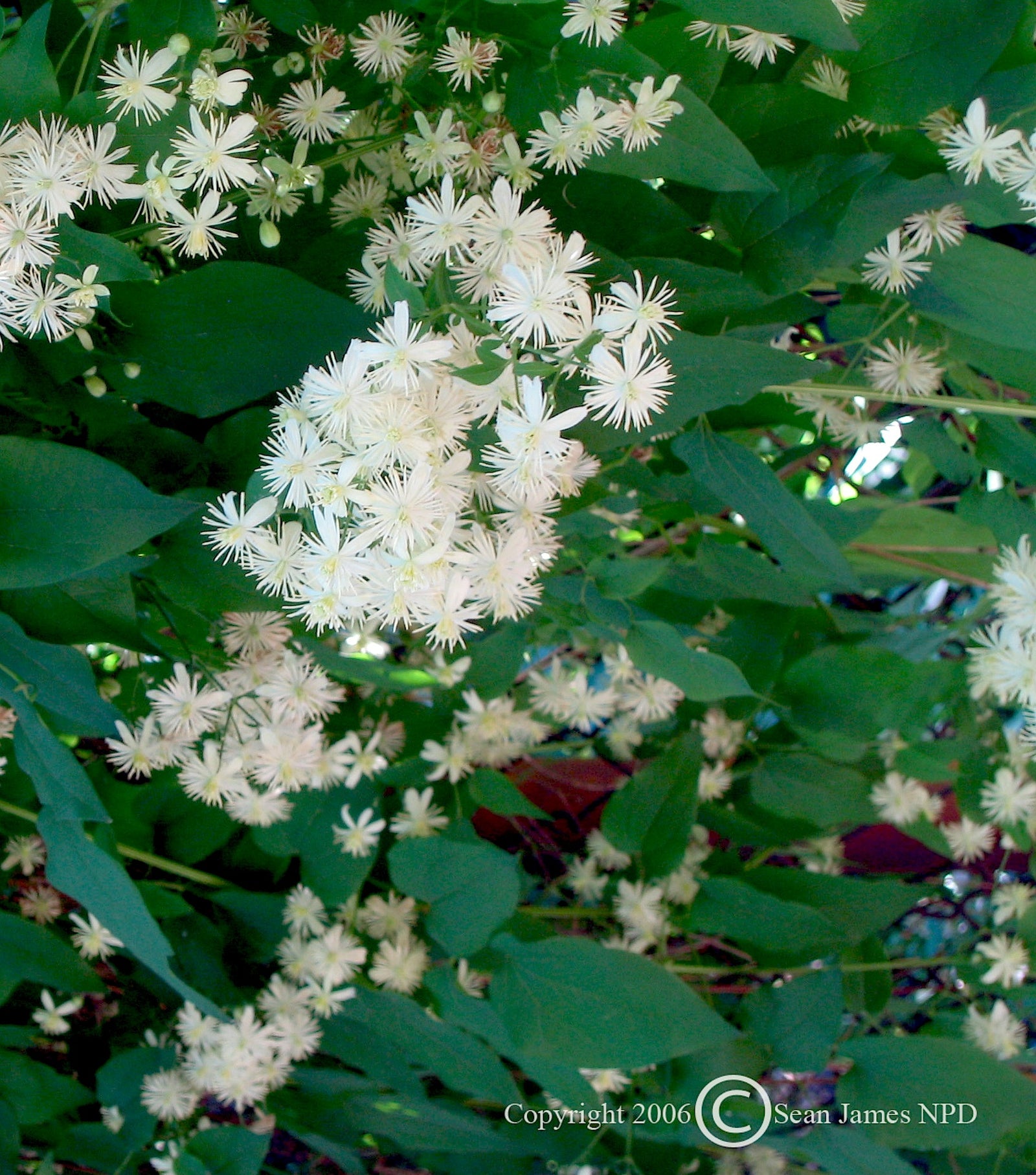 Clematis virginiana Virgin's Bower