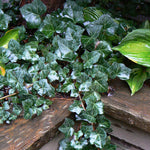 Hedera helix Baltica Baltic Ivy