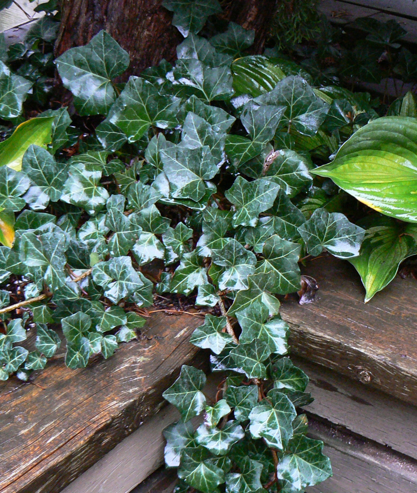 Hedera helix Baltica Baltic Ivy