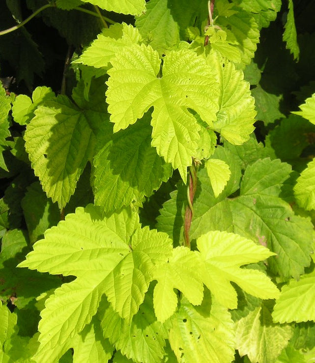 Humulus lupulus Aureus Yellow Hop