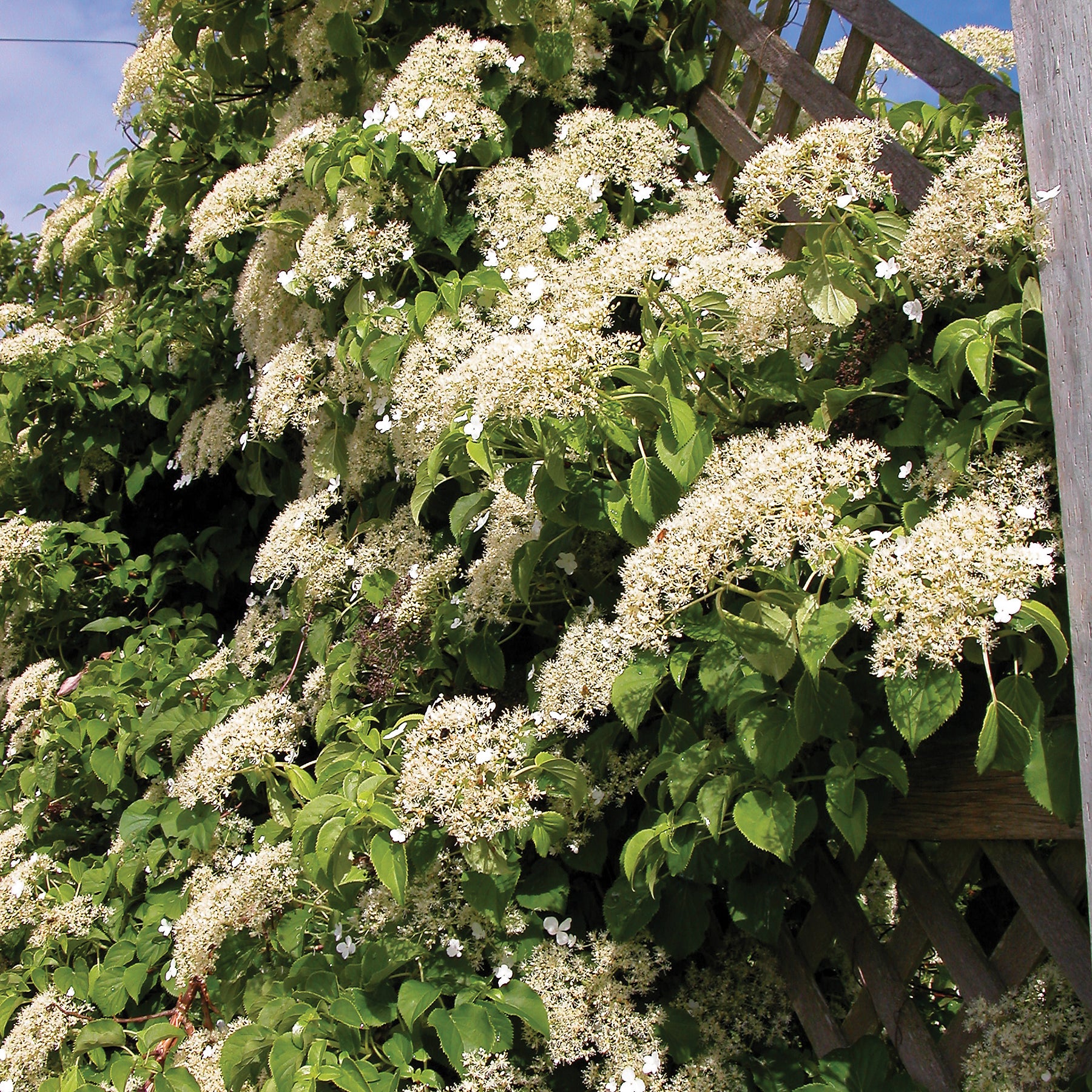 Hydrangea anomala petiolaris Climbing Hydrangea