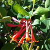 Lonicera x brownii Dropmore Scarlet Dropmore Scarlet Trumpet Honeysuckle