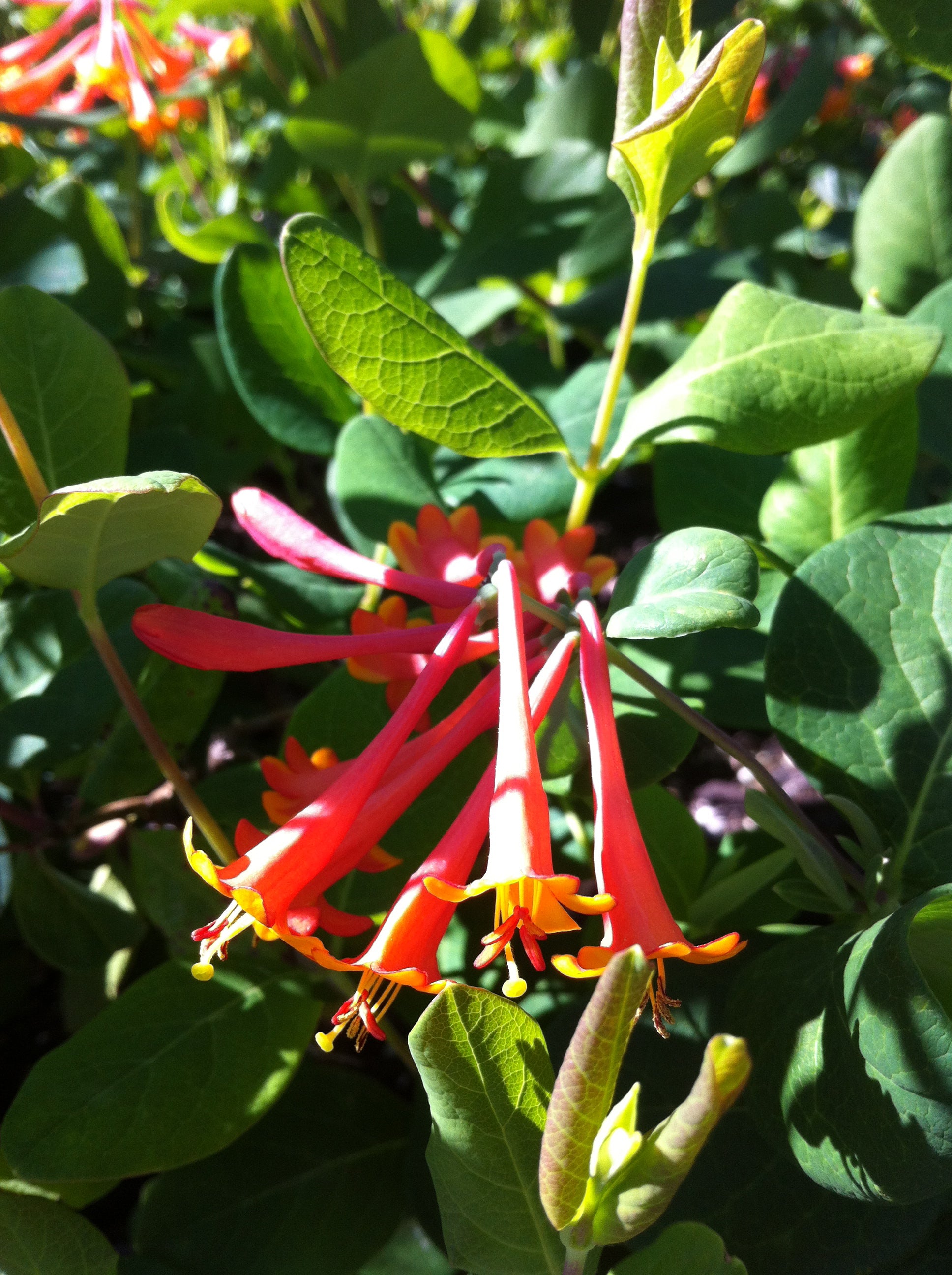 Lonicera x brownii Dropmore Scarlet Dropmore Scarlet Trumpet Honeysuckle