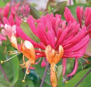 Lonicera x heckrotti Goldflame Goldflame Honeysuckle