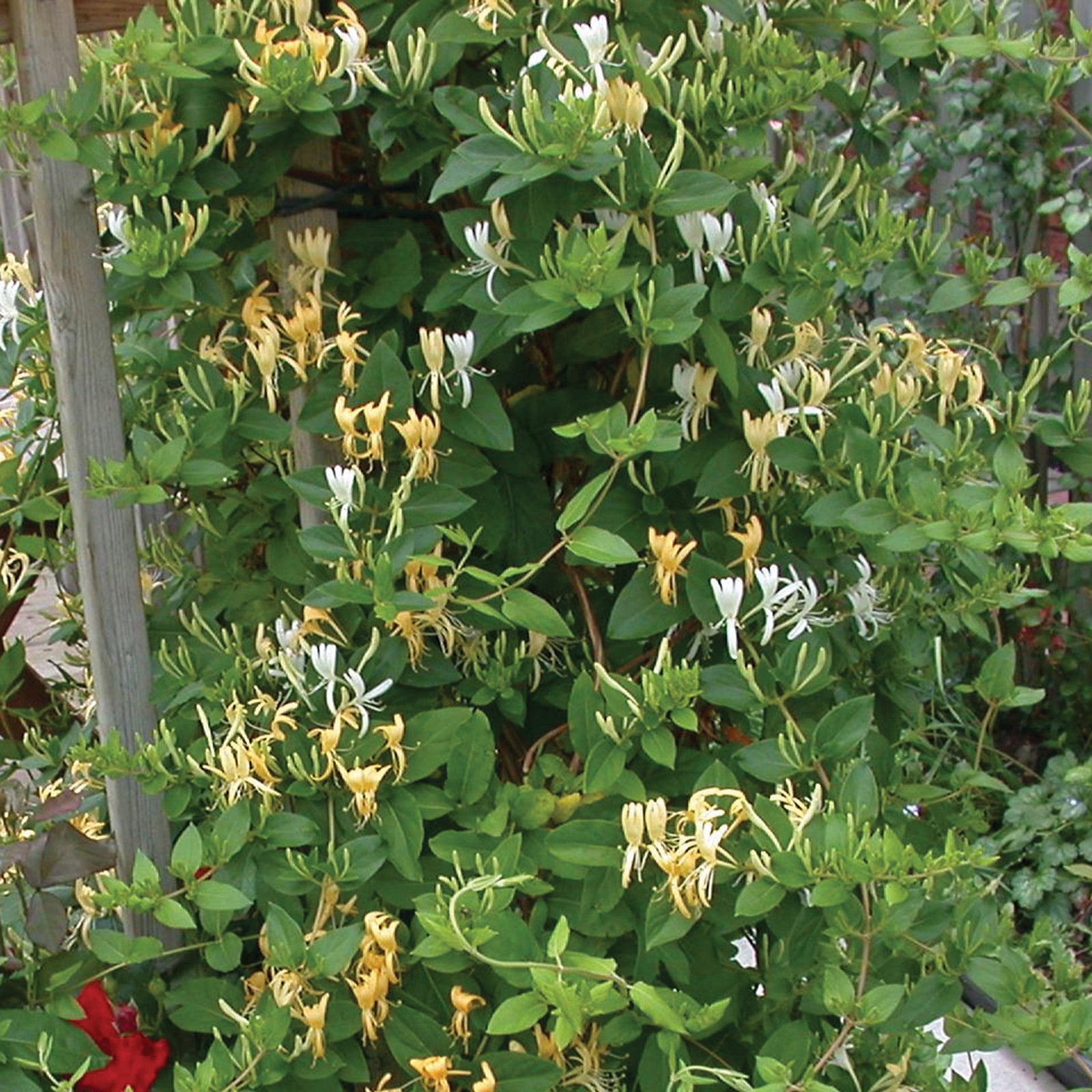 Lonicera japonica Halliana Hall's Honeysuckle