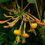 Lonicera x Mandarin PP11083, COPF, CPBR2706 Mandarin Honeysuckle