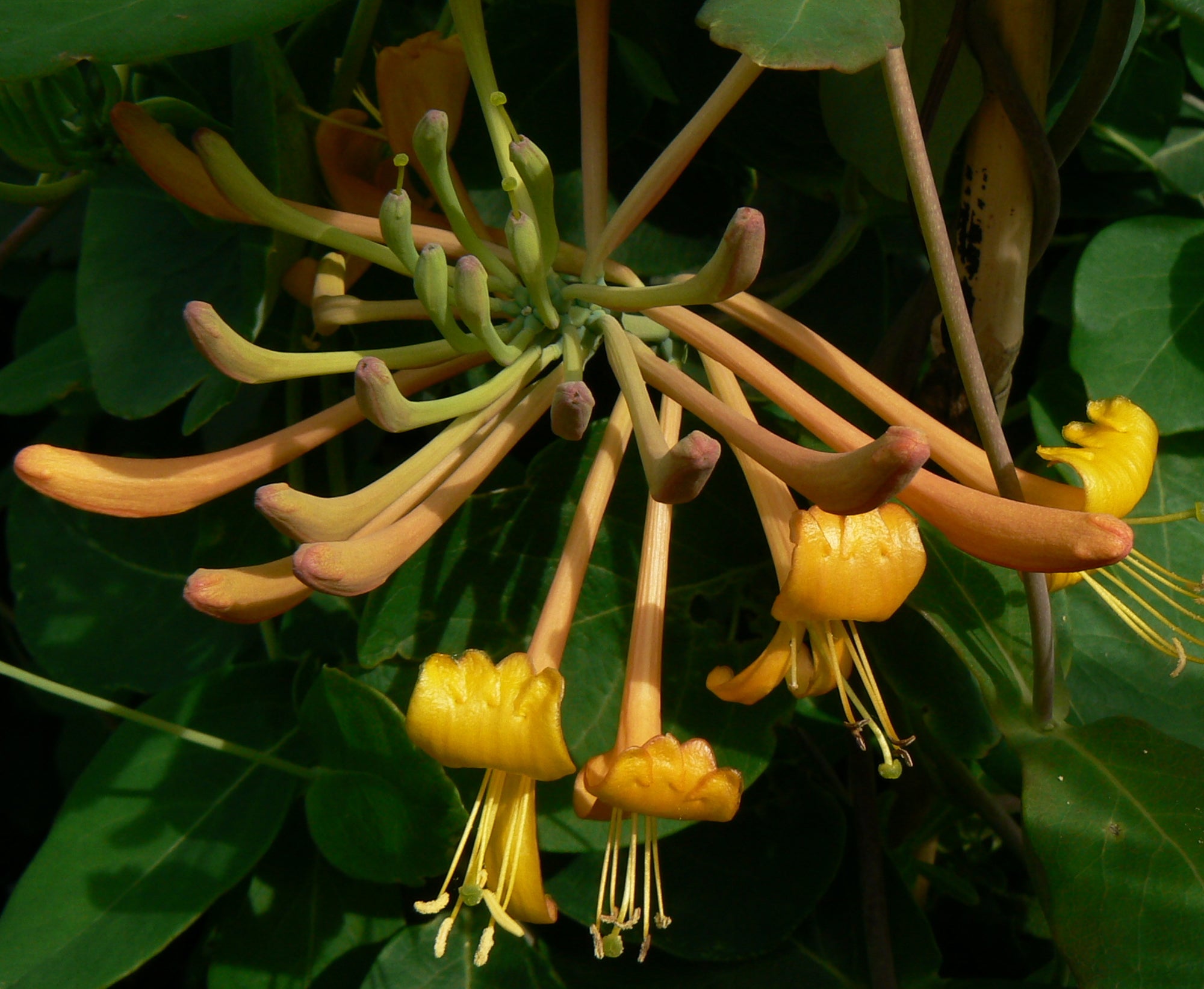 Lonicera x Mandarin PP11083, COPF, CPBR2706 Mandarin Honeysuckle