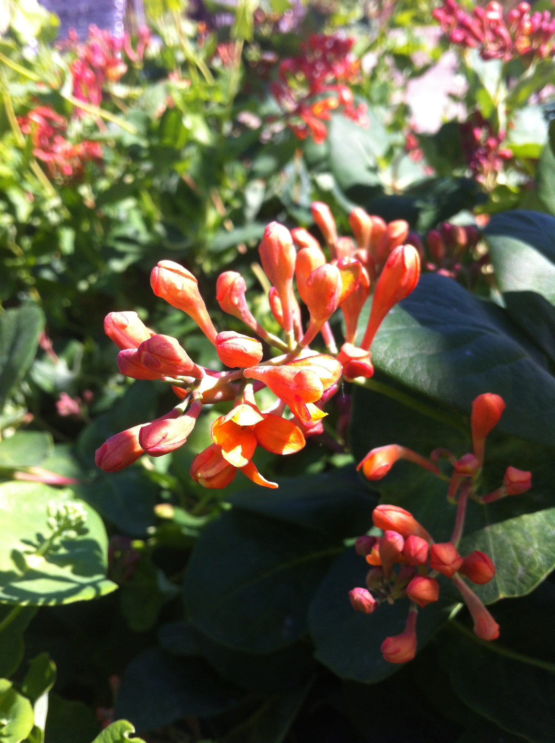 Lonicera sempervirens Magnifica Trumpet Honeysuckle