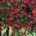 Lonicera sempervirens Major Wheeler Trumpet Honeysuckle