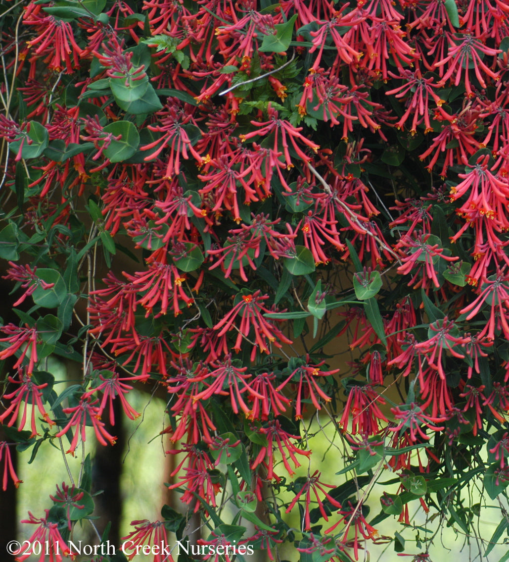 Lonicera sempervirens Major Wheeler Trumpet Honeysuckle