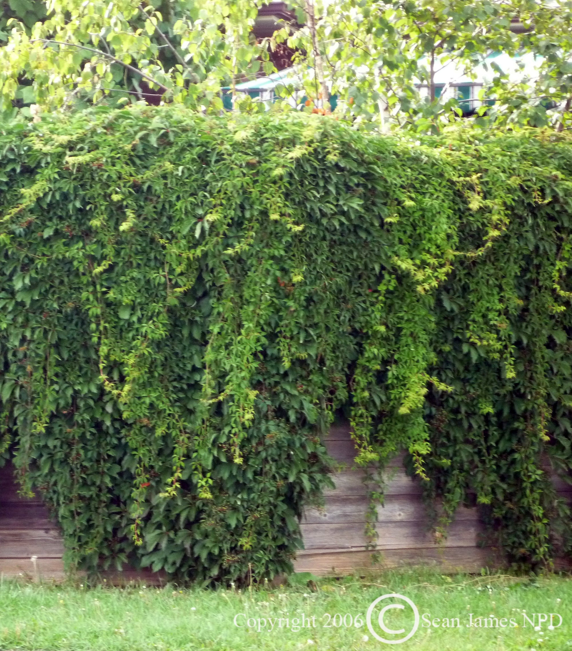 Parthenocissus quinquefolia Virginia Creeper