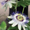 Passiflora caerulea Passion Flower