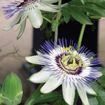 Passiflora caerulea Passion Flower