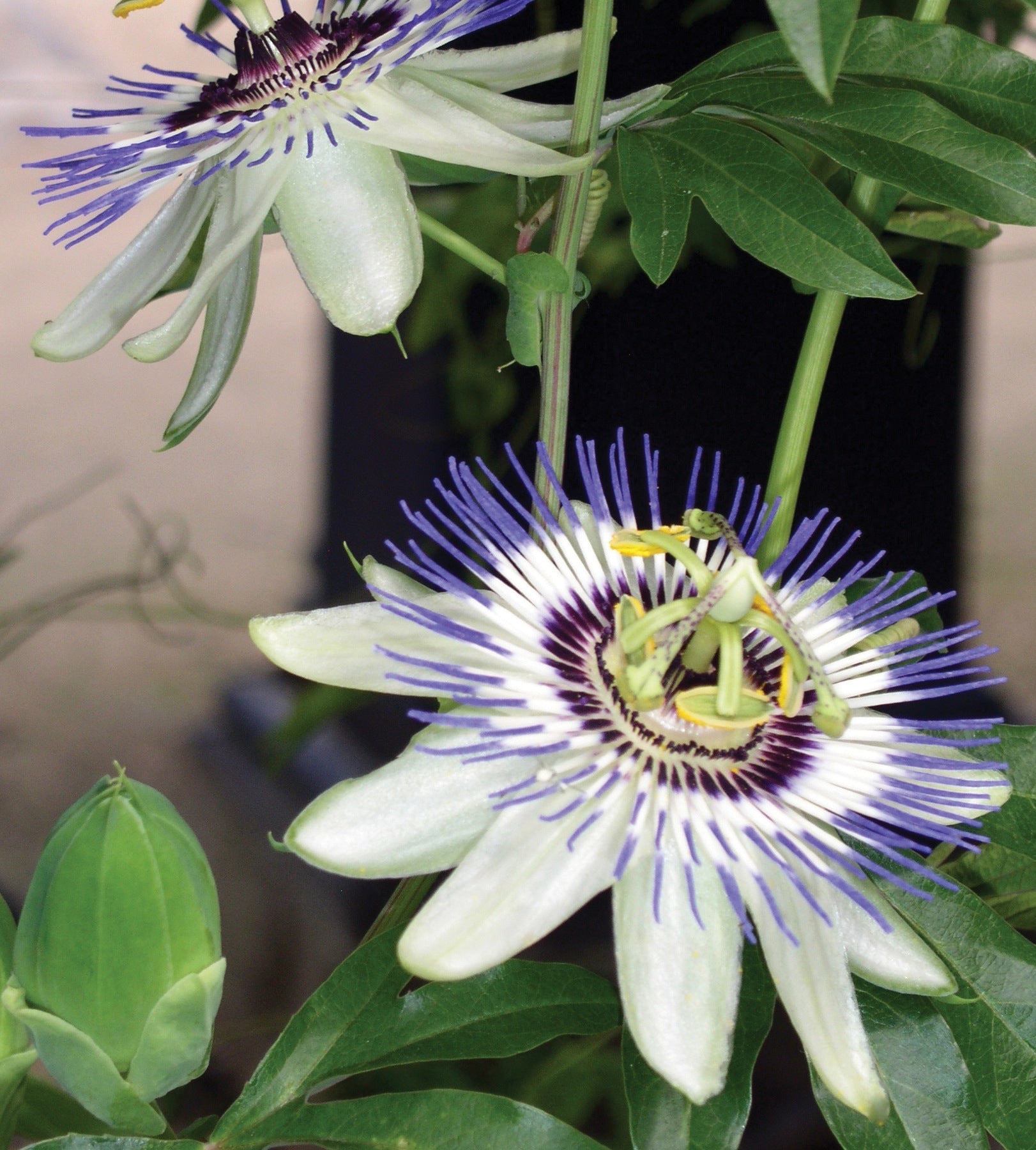 Passiflora caerulea Passion Flower