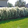 Polygonum aubertii Silverlace Vine