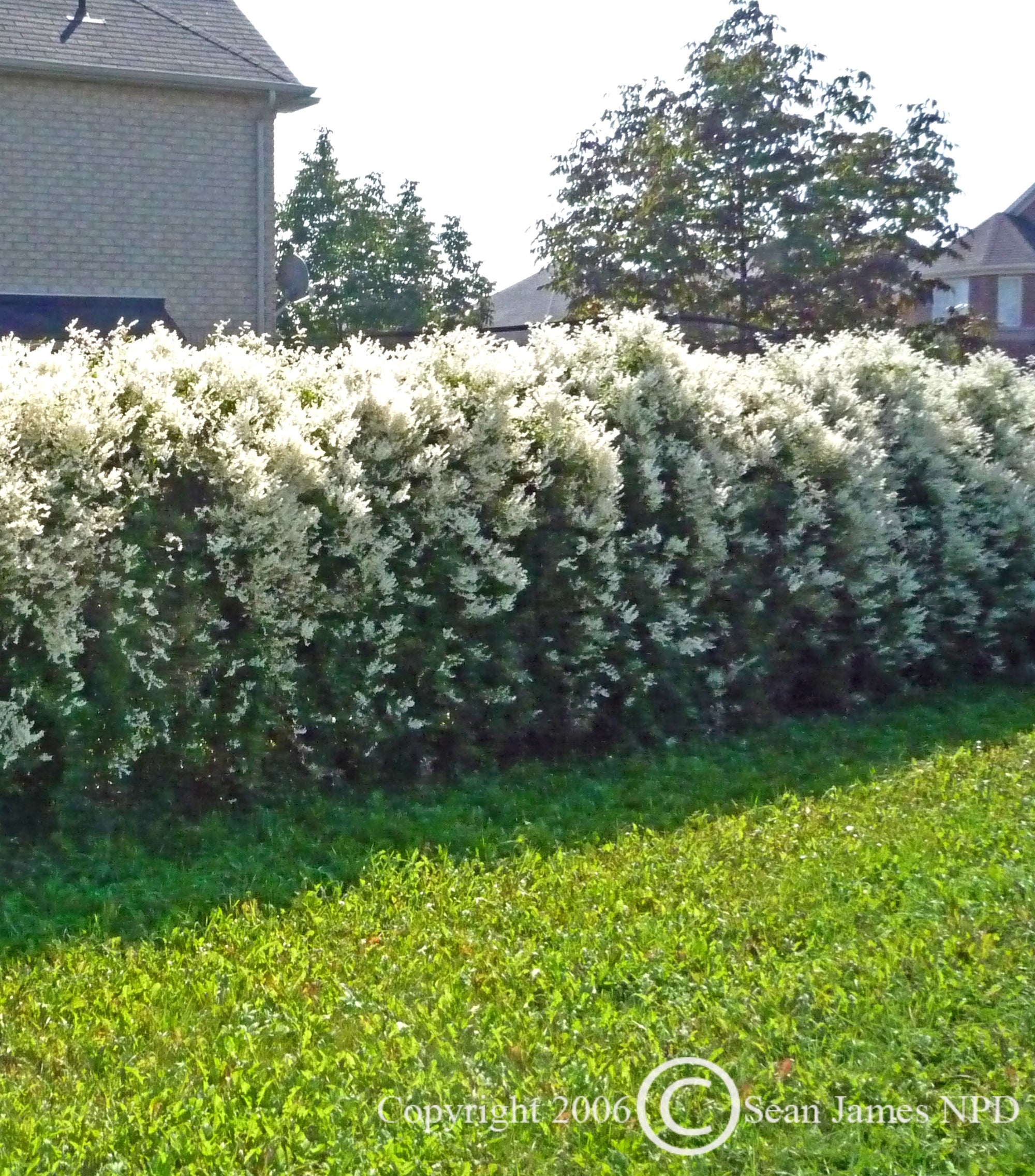 Polygonum aubertii Silverlace Vine