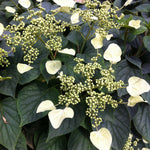 Schizophragma hydrangeoides Moonlight Moonlight Japanese Hydrangea