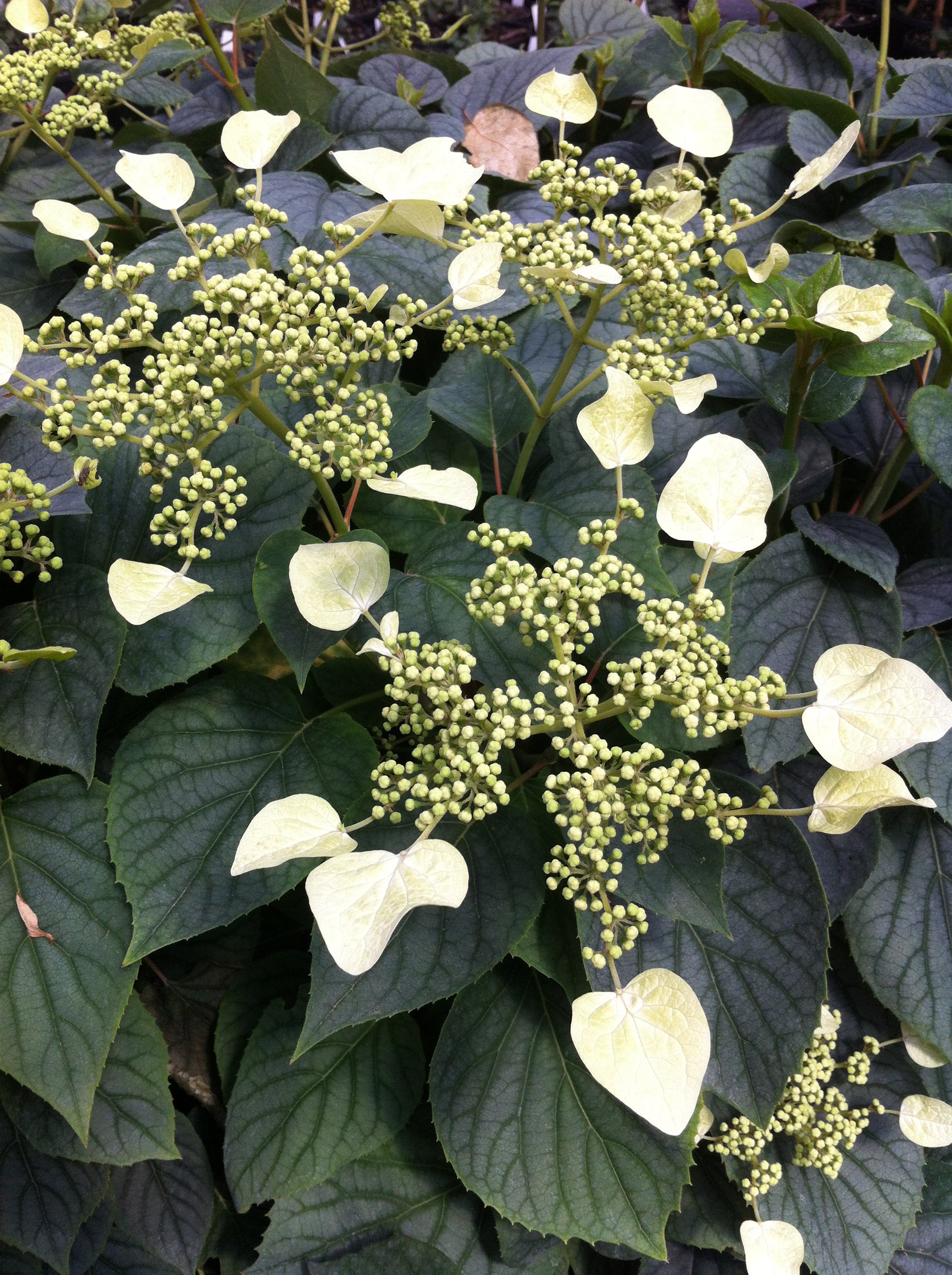 Schizophragma hydrangeoides Moonlight Moonlight Japanese Hydrangea