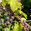 Vitis riparia Frost Grape