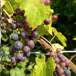 Vitis riparia Frost Grape