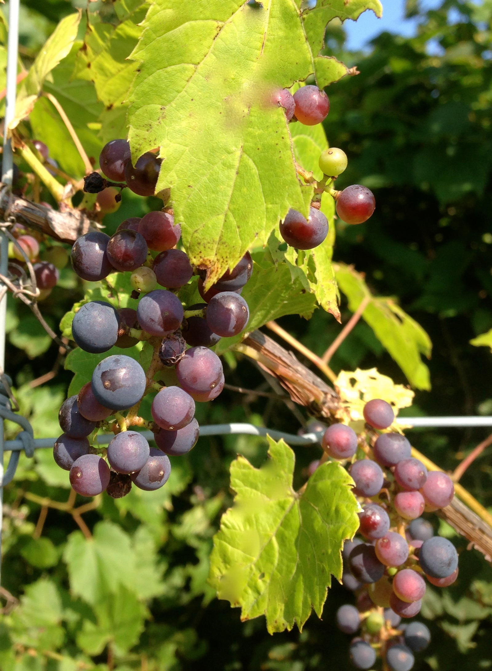 Vitis riparia Frost Grape