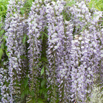 Wisteria floribunda Lawrence Japanese Wisteria