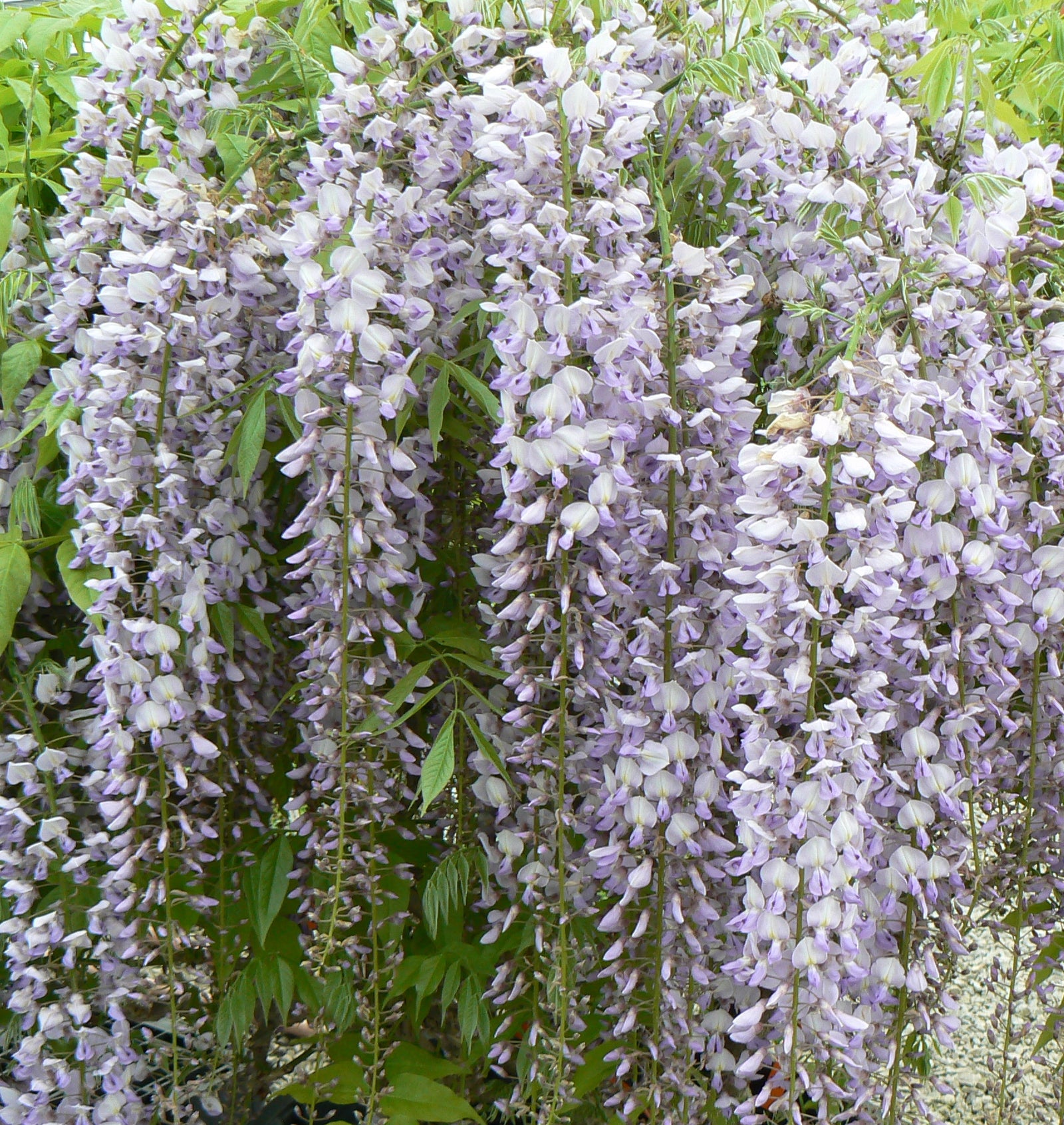 Wisteria floribunda Lawrence Japanese Wisteria