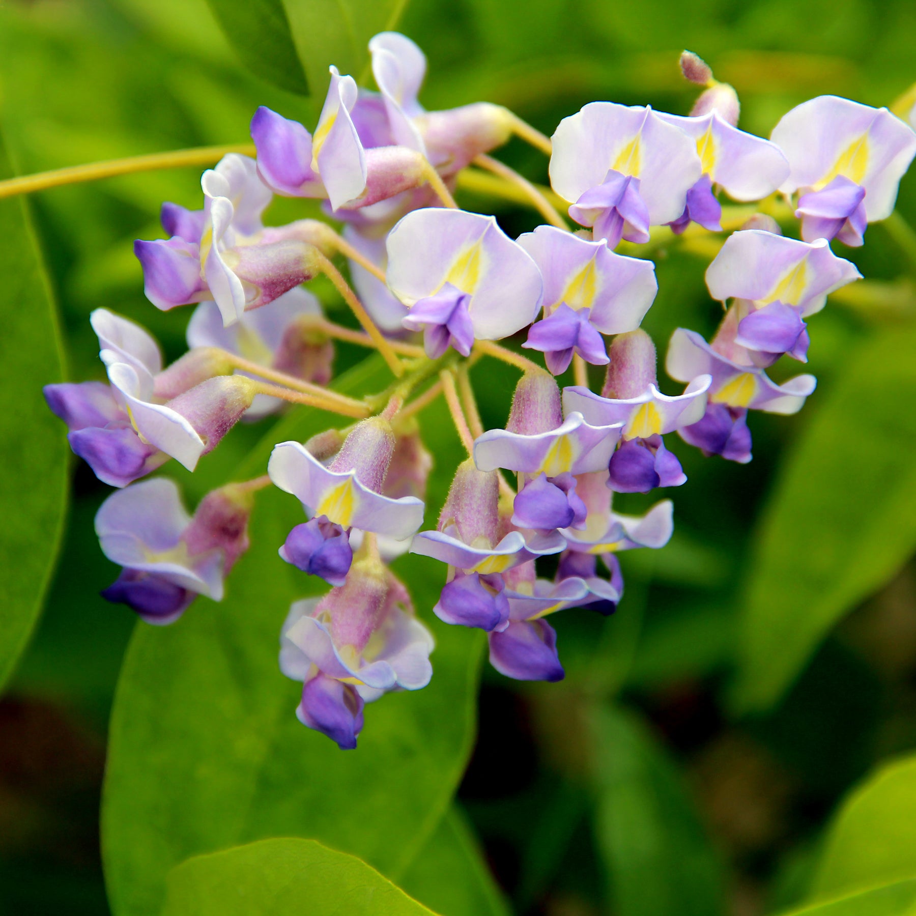 Wisteria macrostachya Blue Moon American Wisteria