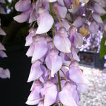 Wisteria macrostachya Aunt Dee Kentucky Wisteria