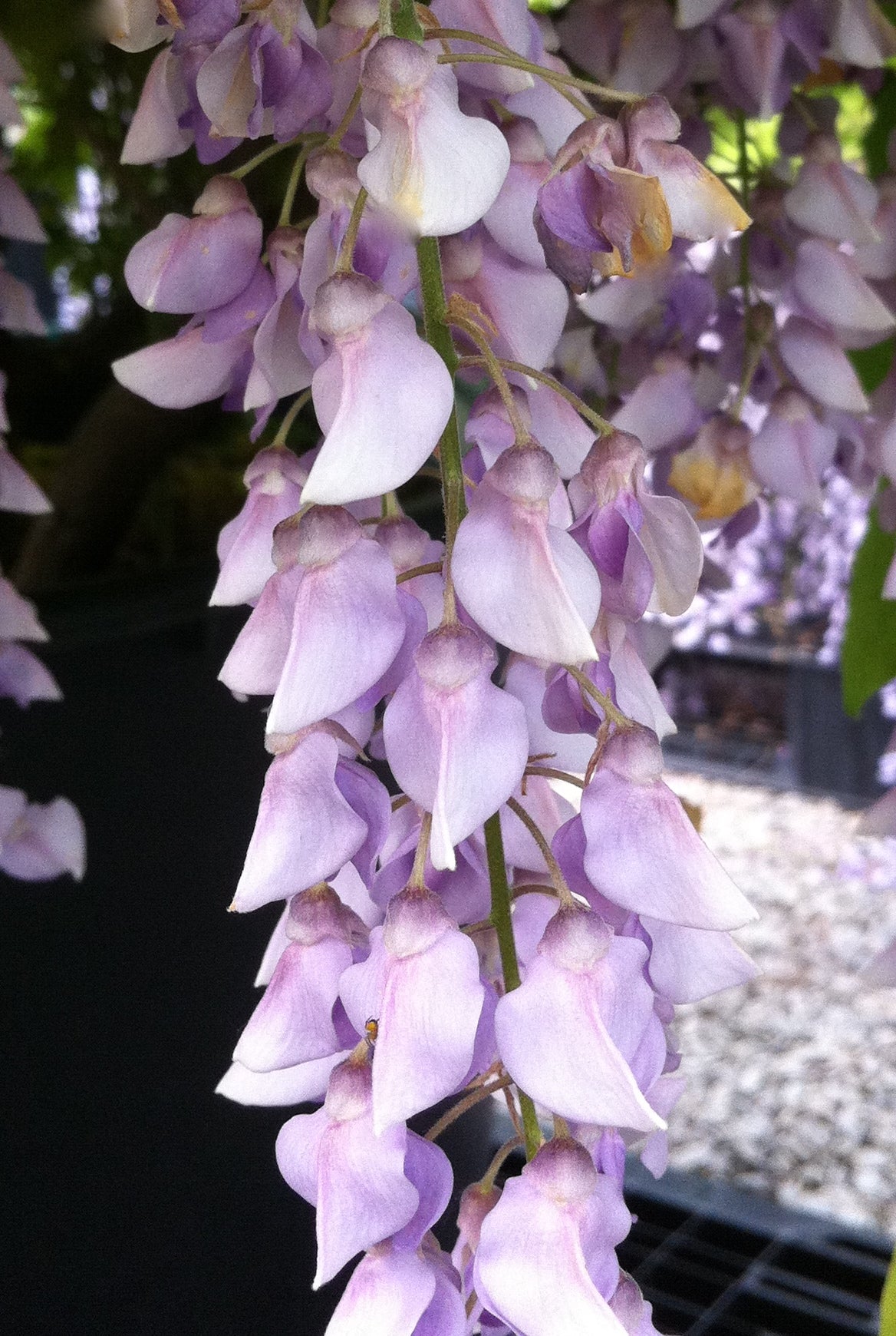 Wisteria macrostachya Aunt Dee Kentucky Wisteria