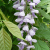 Wisteria sinensis Blue Sapphire Chinese Wisteria