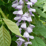 Wisteria sinensis Blue Sapphire Chinese Wisteria