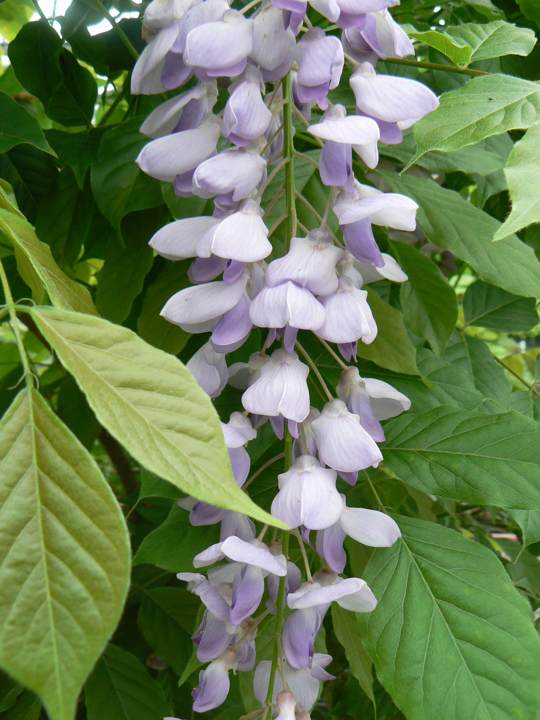 Wisteria sinensis Blue Sapphire Chinese Wisteria