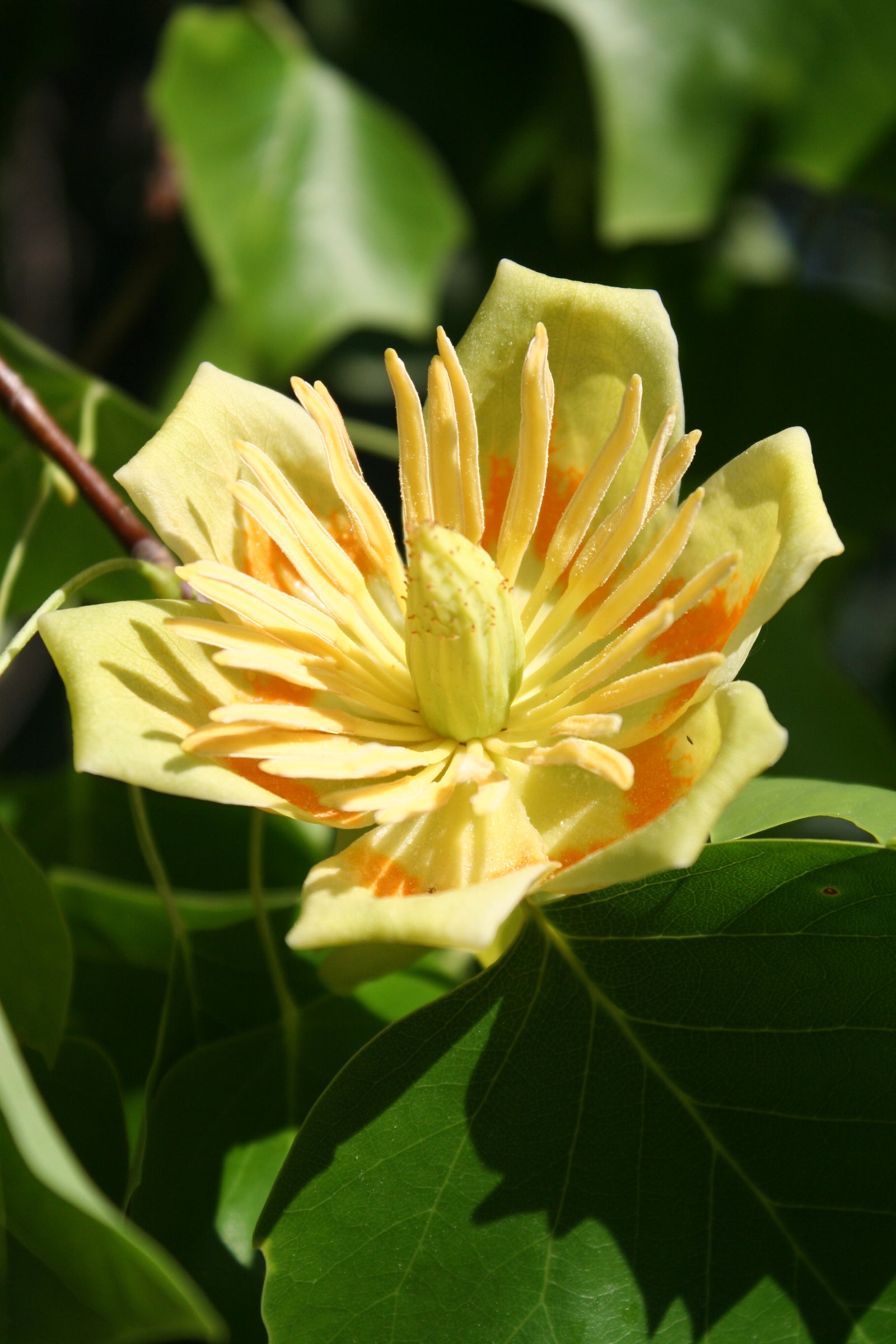 Liriodendron tulipifera Tulip Tree